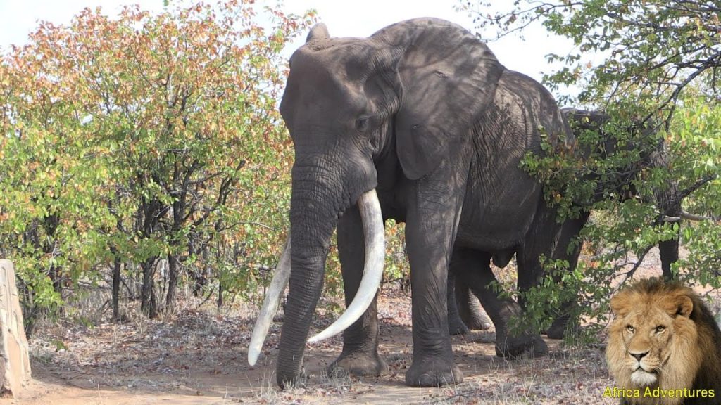 MASTHULELE. The Largest Elephant Tusker Alive! Amazing Footage